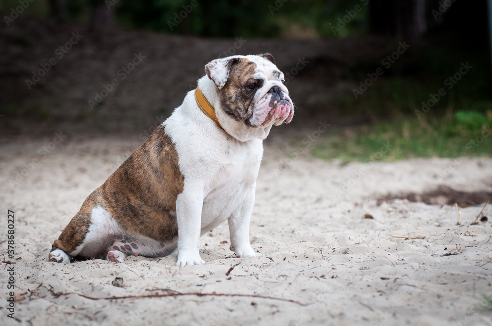 English Bulldog dog sitting on the sand