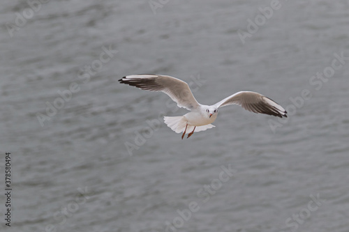 Gull in flight