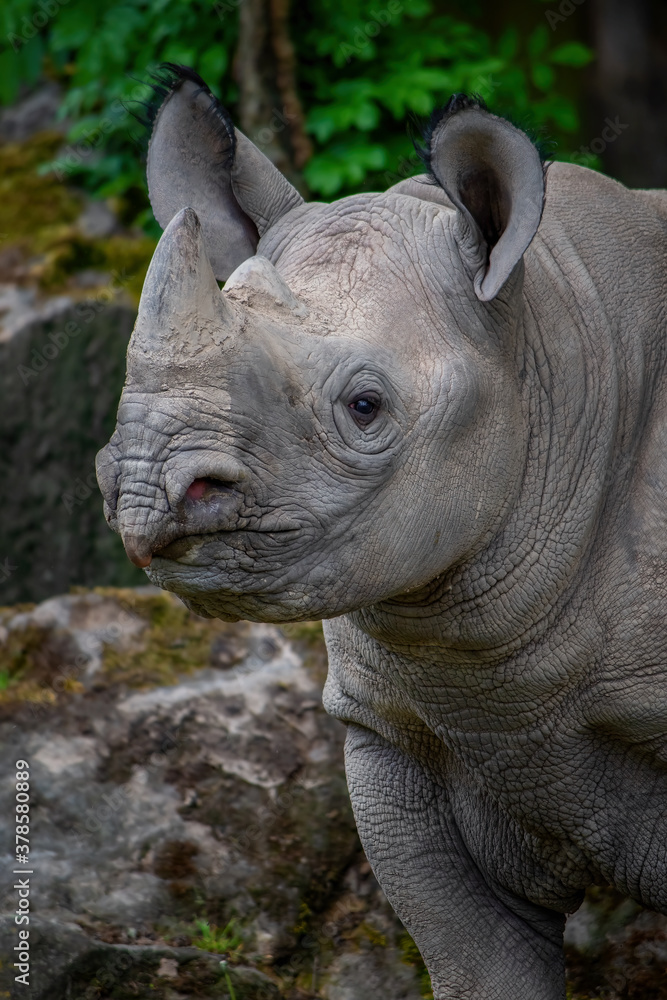 Obraz premium Black rhinoceros (Diceros bicornis)