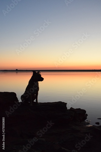 Dog silhouette at lake during sunrise