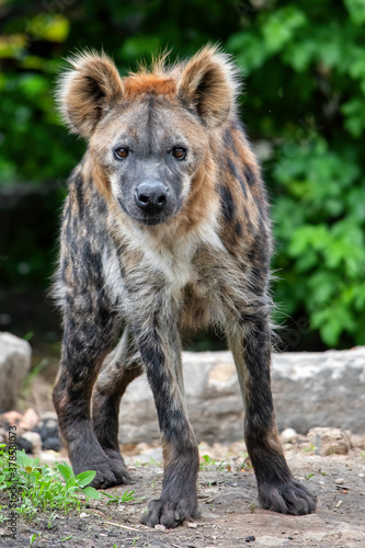 Spotted hyena (Crocuta crocuta)
