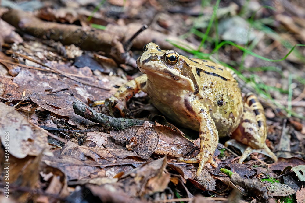 Naklejka premium Grasfrosch ( Rana temporaria ).