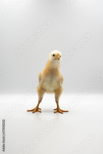 Isolated Little Rhode Island Red baby chicken team stand in a row on solid white clear background in studio light.