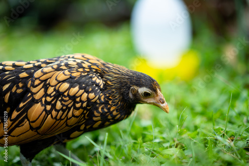 Close up SeBright Chick brown colour in the green garden blur background..
