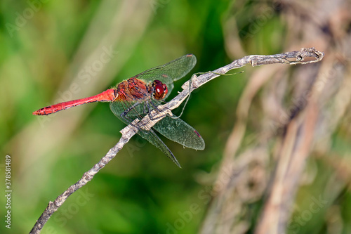 Blutrote Heidelibelle ( Sympetrum sanguineum ). photo