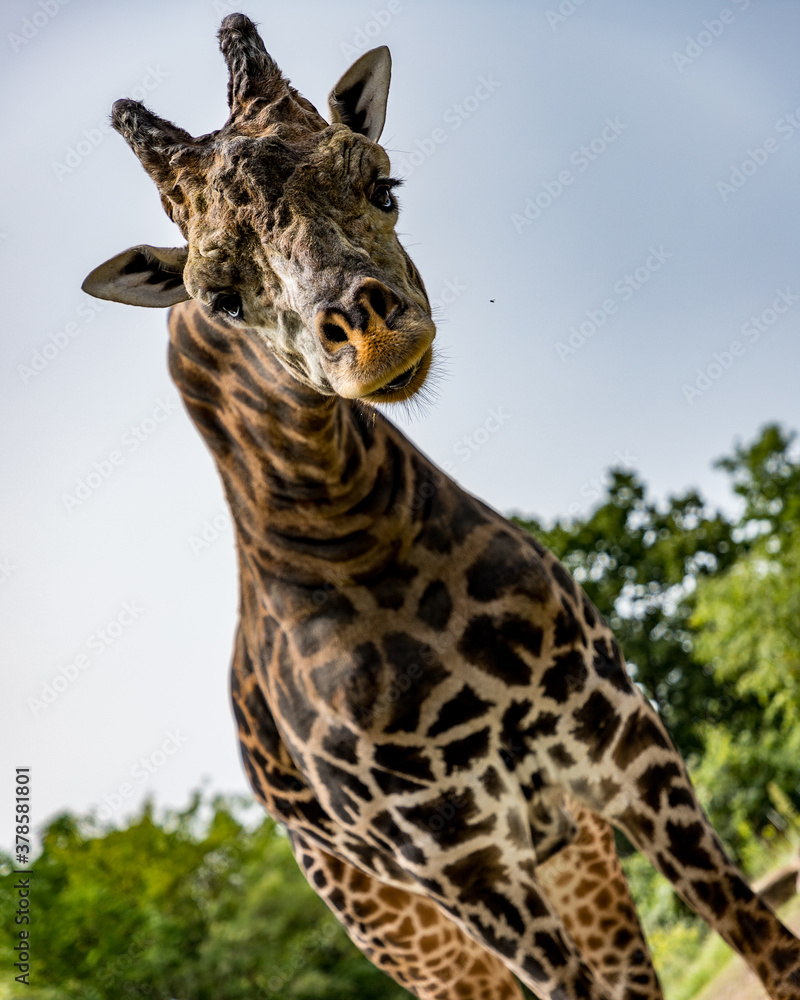 Obraz premium Giraffe Photo Bomb