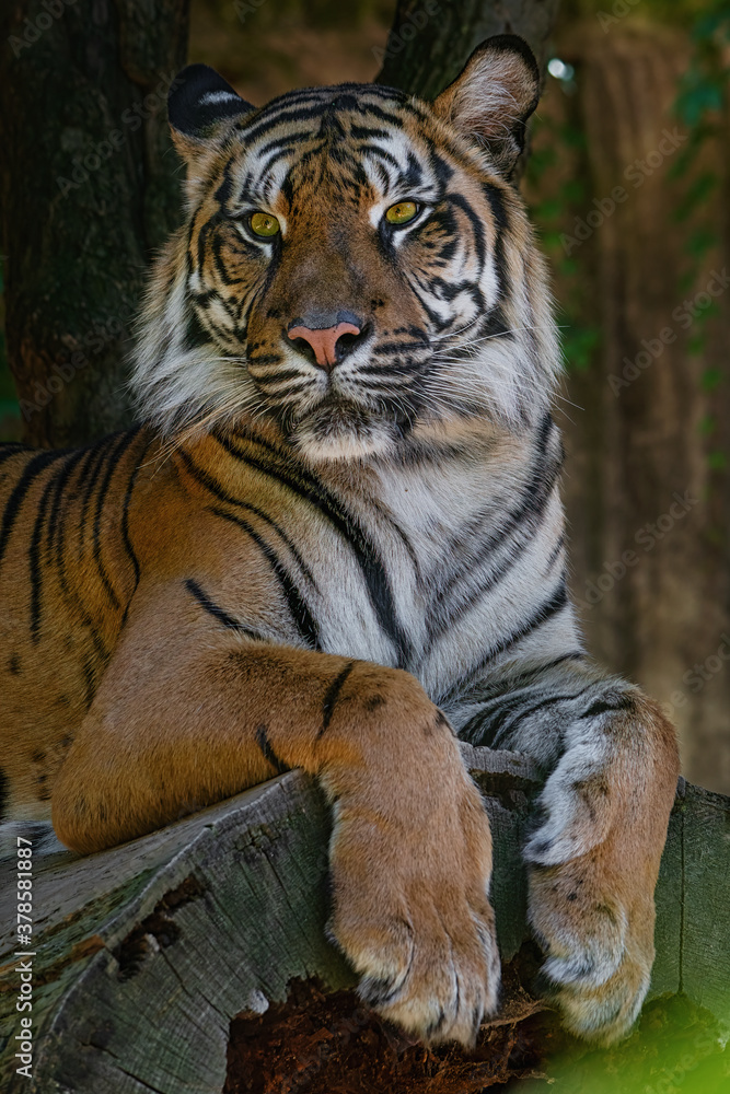 Obraz premium Sumatran tiger (Panthera tigris sumatrae)
