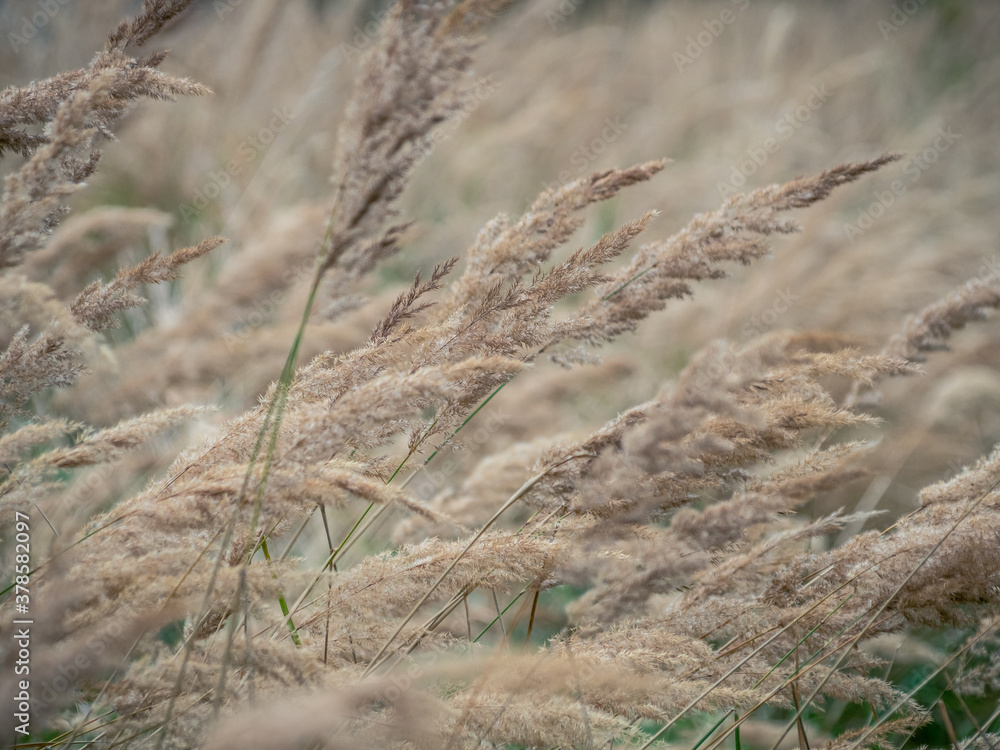 Dry reed in the wind in the counrtyside field. Beige spikelets and green grass in the sunset light. Botanical background and beautiful autumn landscape.