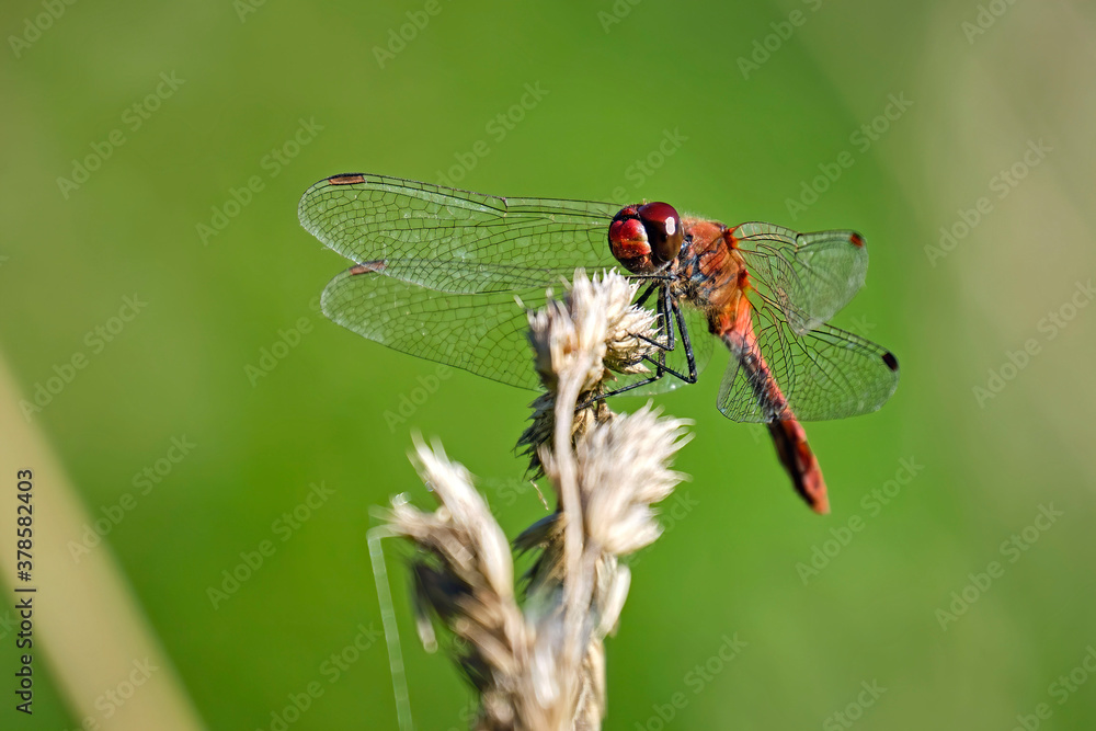 Blutrote Heidelibelle ( Sympetrum sanguineum ). Blutrote Heidelibelle ( Sympetrum sanguineum ).