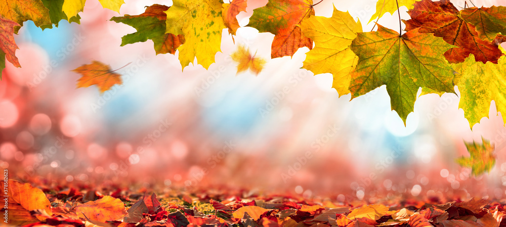 Bunte Blätter im Herbst verzieren einen breiten unscharfen Hintergrund im Wald - obrazy, fototapety, plakaty 
