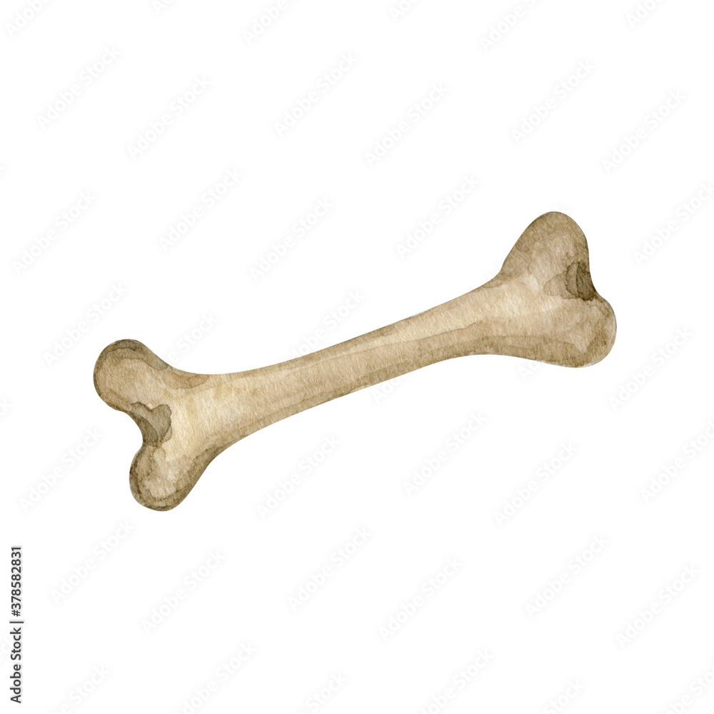 Watercolor bone illustration clipart Watercolor bone illustration clipart
