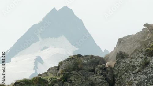 Alpine marmots running into nest, Europe photo