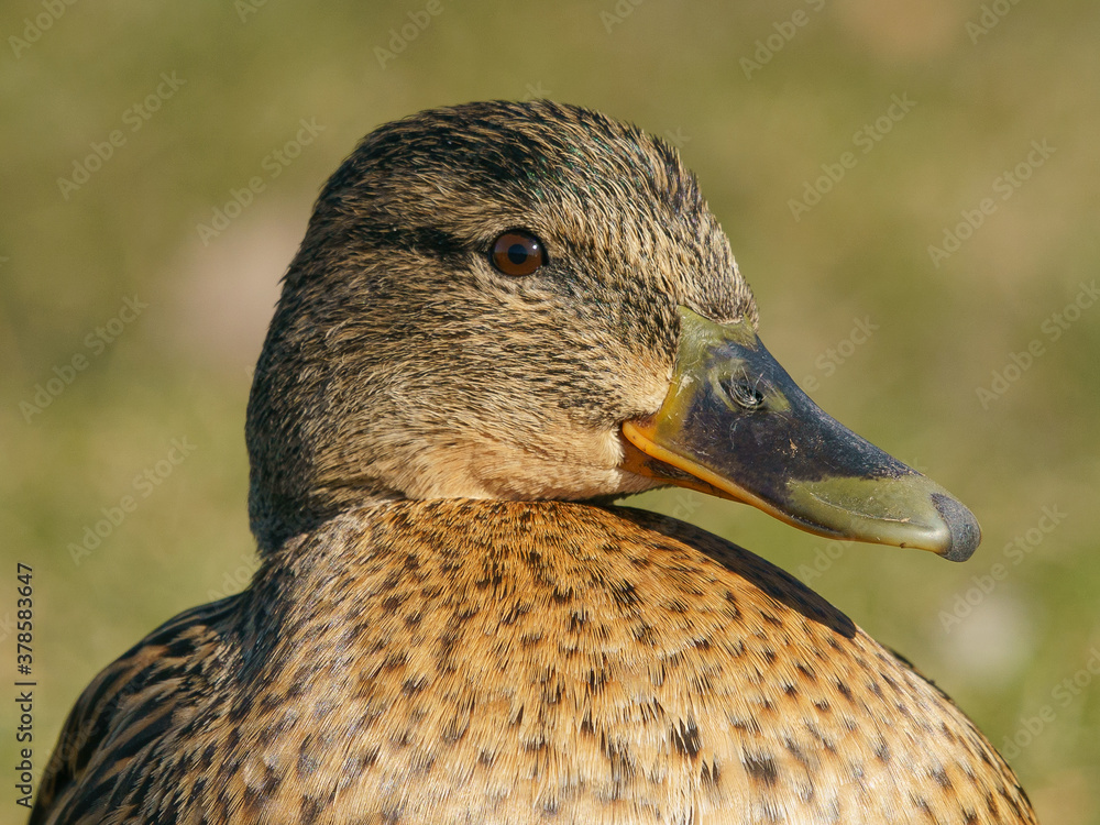 Photography of the duck in the public park. Sunny springtime. Bird basking in the sun. Animal theme.