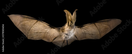 Obraz na płótnie Long-eared bat isolated on black