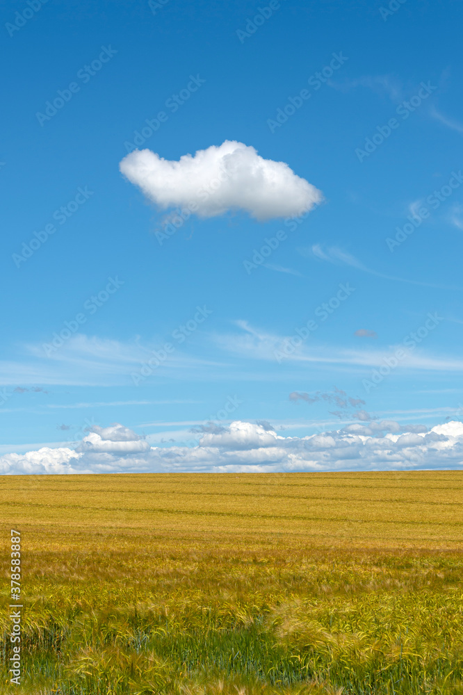 Single white cloud in a clear blue sky above a golden wheat field in the countryside.