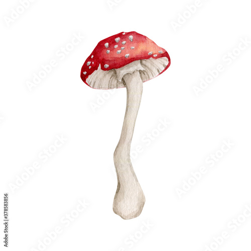 Watercolor amanita mushroom clipart