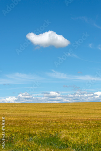 Single white cloud in a clear blue sky above a golden wheat field in the countryside.