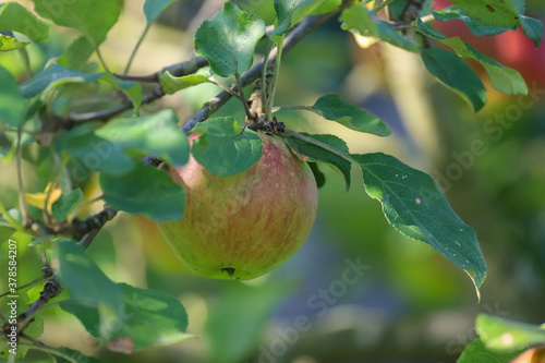 Rotten apples, Apples on a branch, Apple tree