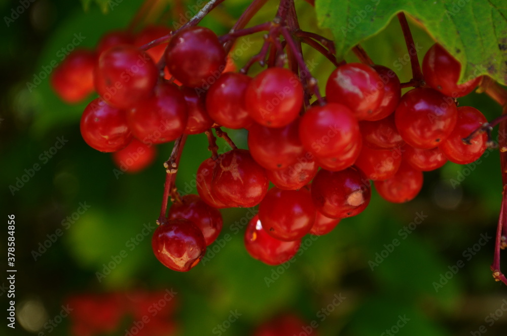 Closeup of bunches of red berries of a Guelder rose or Viburnum opulus shrub on a sunny day at the end of the summer season. Closeup of bunches of red berries of a Guelder rose or Viburnum opulus shrub on a sunny day at the end of the summer season.