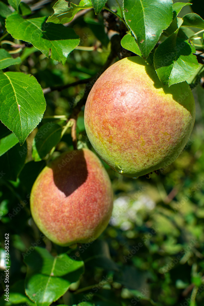 Ripe pears are hanging on the branch