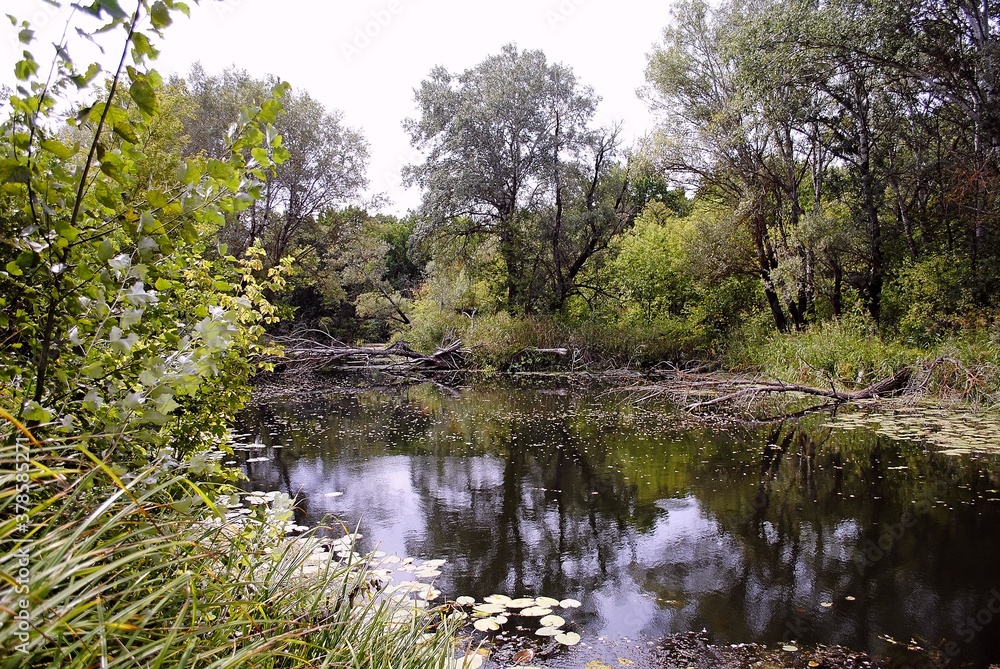 lake in the forest