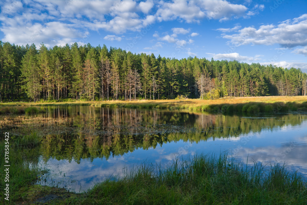 Obraz premium Summer landscape, forest trees are reflected in calm river water against a background of blue sky and white clouds.