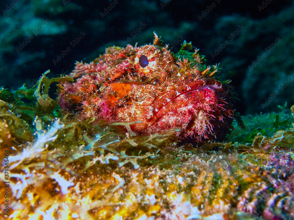 Scorpionfish (Scorpaena plumieri) in Granada Scorpionfish (Scorpaena plumieri) in Granada