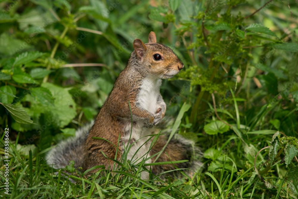 Beautiful squirrel in the grass Beautiful squirrel in the grass