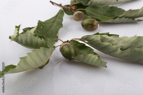 acorns and green leaf isolated on white background.