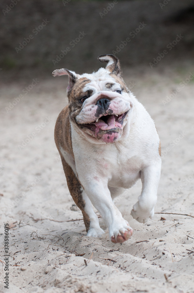 English Bulldog dog running on the sand