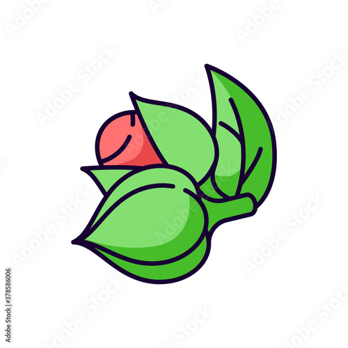 Guarana RGB color icon. Organic stimulant. Tropical plant. Supplement ingredient for energy drink. Herbal additive for nourishment. Alternative energetic eco booster. Isolated vector illustration