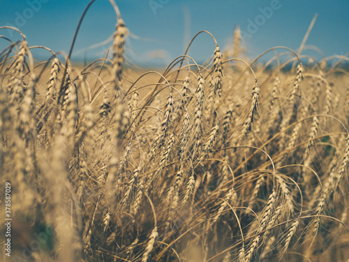 Golden wheat field