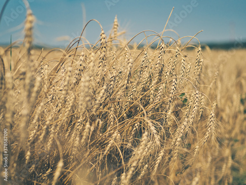 Golden wheat field