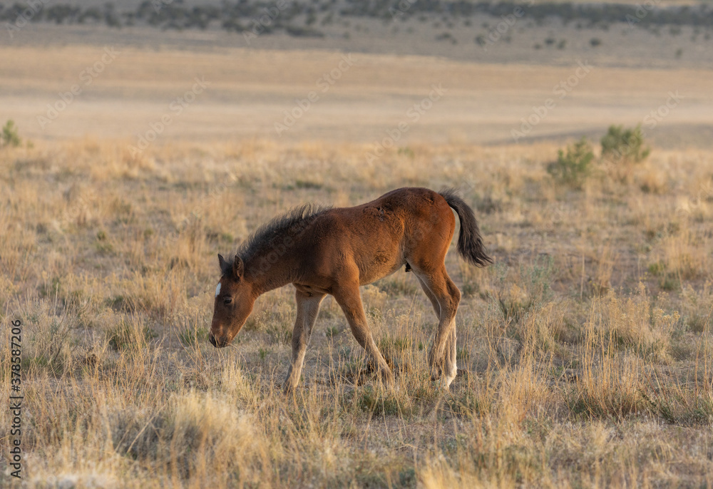 Obraz premium Cute Wild Horse Foal in Spring in the Utah Desert