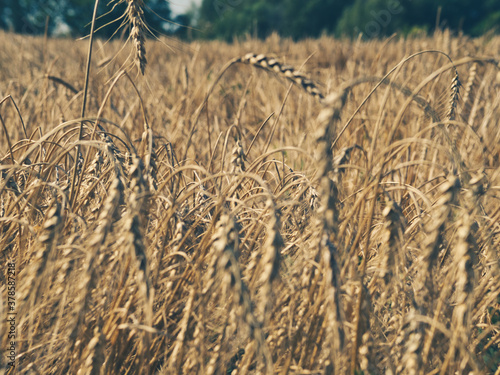 Golden wheat field