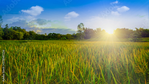 Ripe rice field and sky with cloud background at sunset time with sun rays.