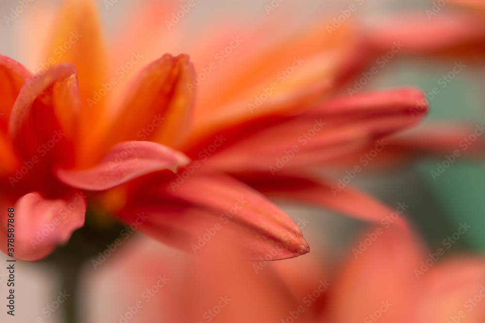 Orange chrysanthemum close-up. Abstract background closeup of the petals of chrysanthemum. Autumn flower background. The coral shade of chrysanthemum. Chrysanthemum background with copyspace. Orange chrysanthemum close-up. Abstract background closeup of the petals of chrysanthemum. Autumn flower background. The coral shade of chrysanthemum. Chrysanthemum background with copyspace.