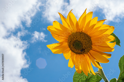 close-up bee on sunny sunflower