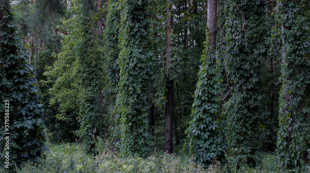 Fototapeta premium Dark forest, tall pine trees entwined with ivy. Dark green color of leaves, natural background, woodland.