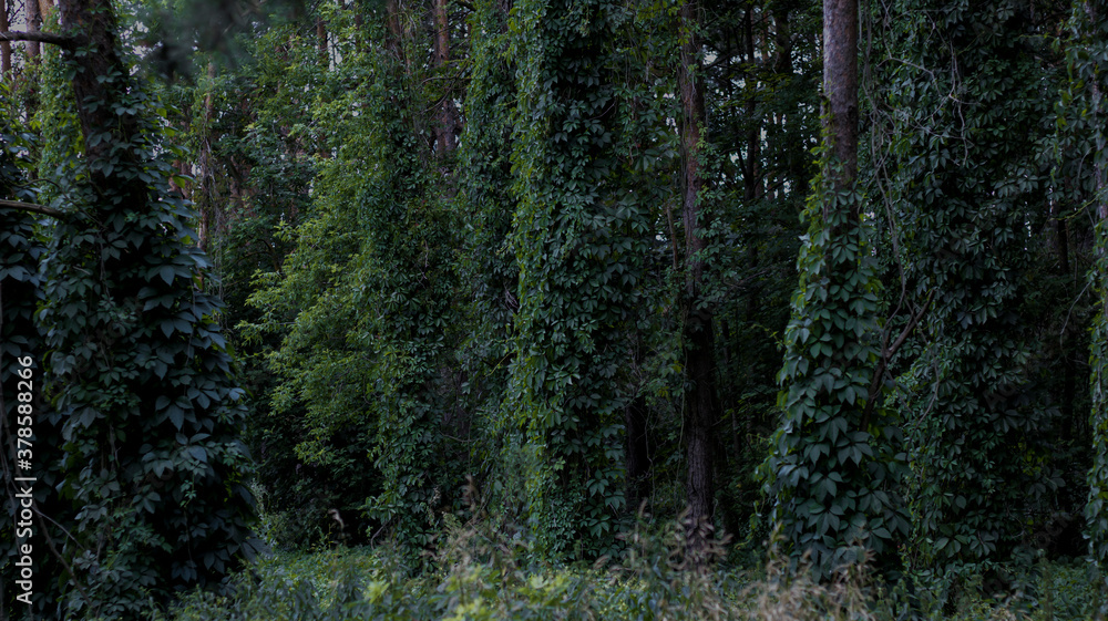 Obraz premium Dark forest, tall pine trees entwined with ivy. Dark green color of leaves, natural background, woodland.