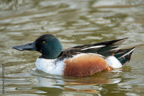 A closeup of a northern shoveler swimming in the pond. Delta BC Canada 
