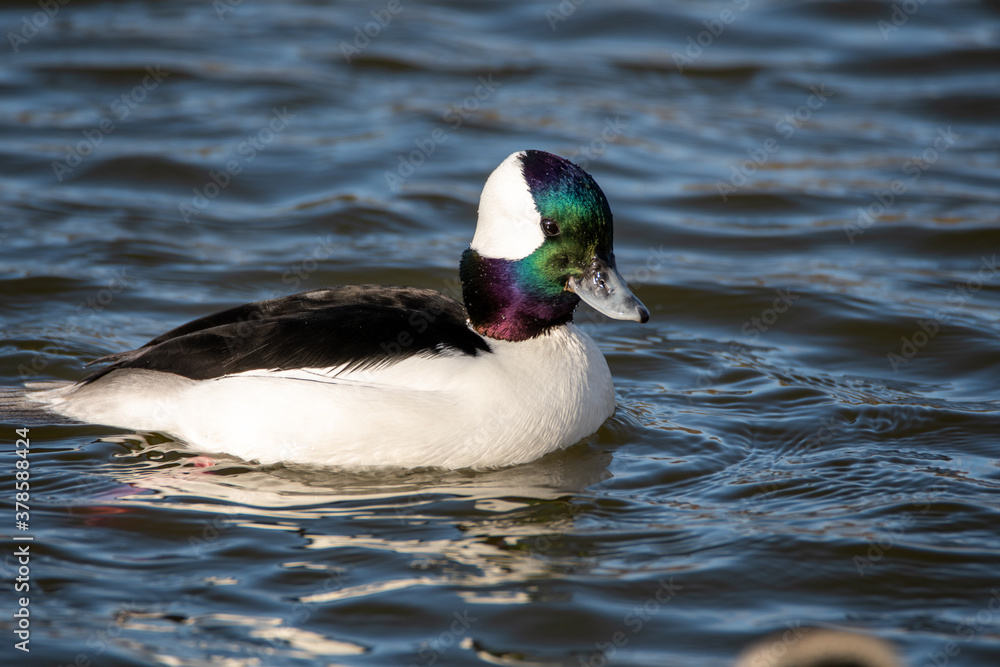 Fototapeta premium A closeup of a bufflehead swimming in the pond. Delta BC Canada 