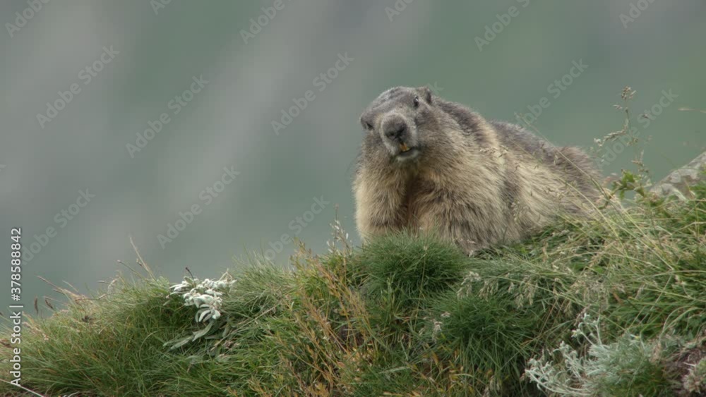 Alpine marmot looking towards camera, Europe Alpine marmot looking towards camera, Europe