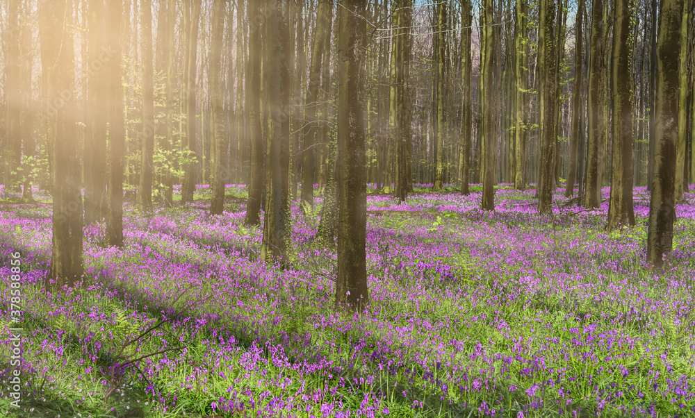 Φωτογραφία Beautiful spring forest landscape with purple bluebells and misty sun rays through the tall trees of the Hallerbos in Belgium