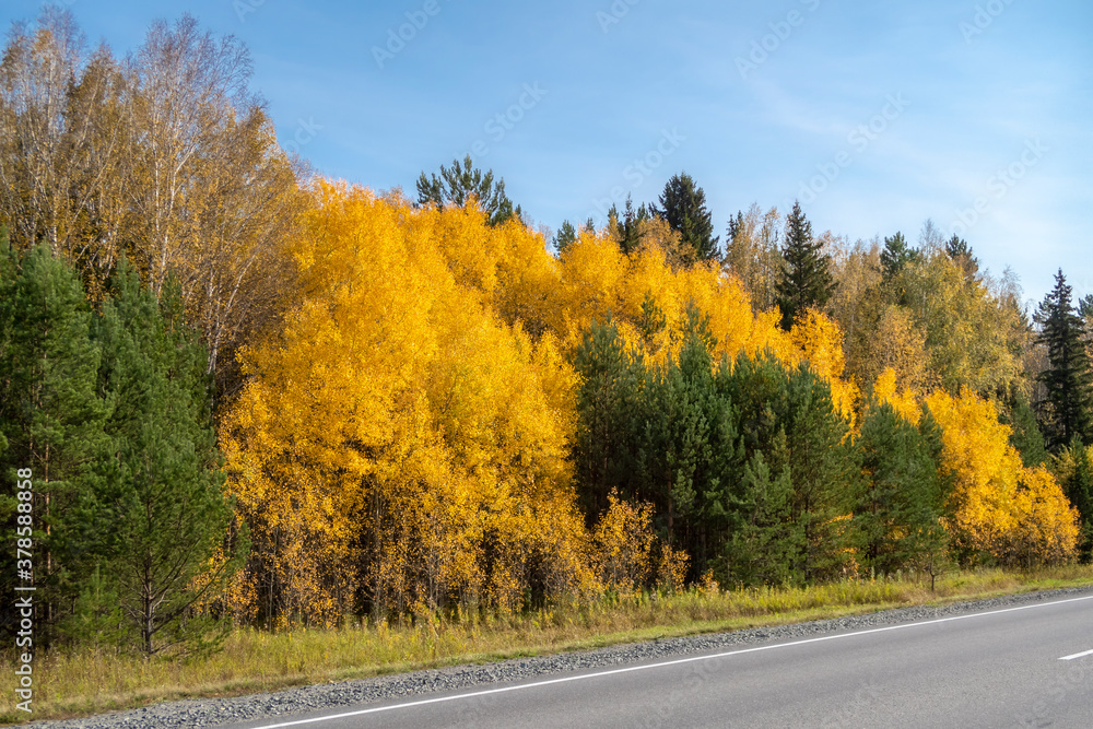 Forest along the road, painted in green and gold autumn colors Forest along the road, painted in green and gold autumn colors