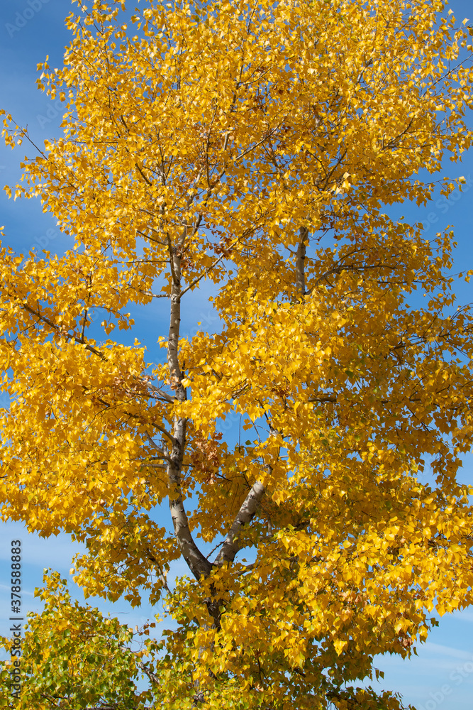 Tree in autumn with yellow leaves Tree in autumn with yellow leaves