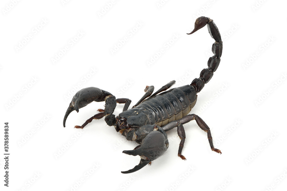 Black scorpion ready to fight isolated on white background. Black scorpion ready to fight isolated on white background.