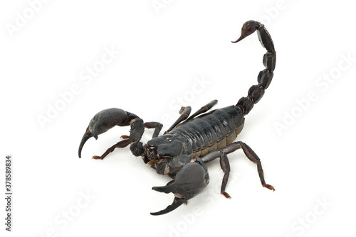 Black scorpion ready to fight isolated on white background.