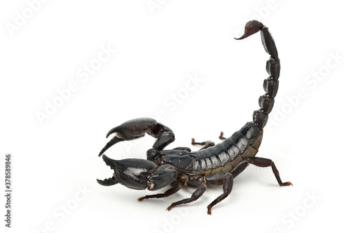 Black scorpion ready to fight isolated on white background.