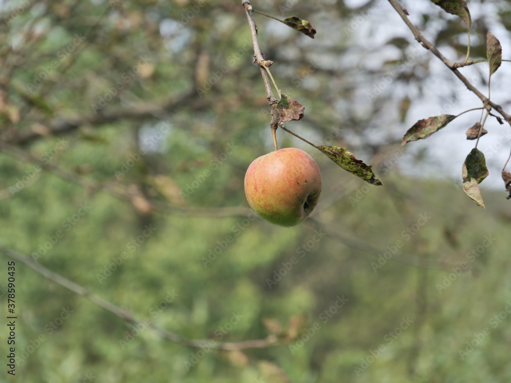 apples on tree apples on tree